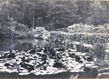 The lake at Dunfield House during the early 1900's