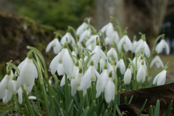 Snowdrops at Dunfield House
