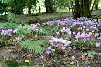 Crocuses flowering in the woods at Dunfield House
